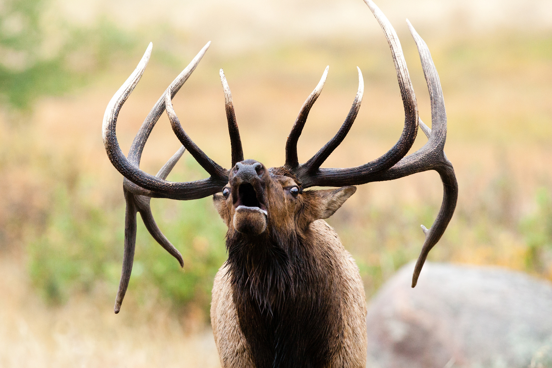 Bull Elk Bugling
